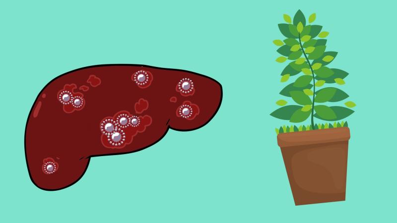 ஈரல் அழற்சி நோய்க்கு ஒரு மூலிகை தீர்வு - ஆய்வில் தகவல் 