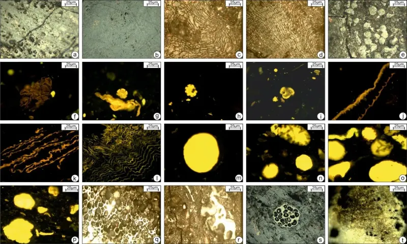 Representative photomicrographs of the various macerals and mineral matter recorded in the studied lignite samples.