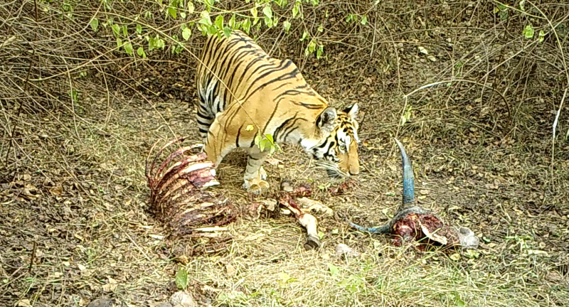 Tiger with its kill