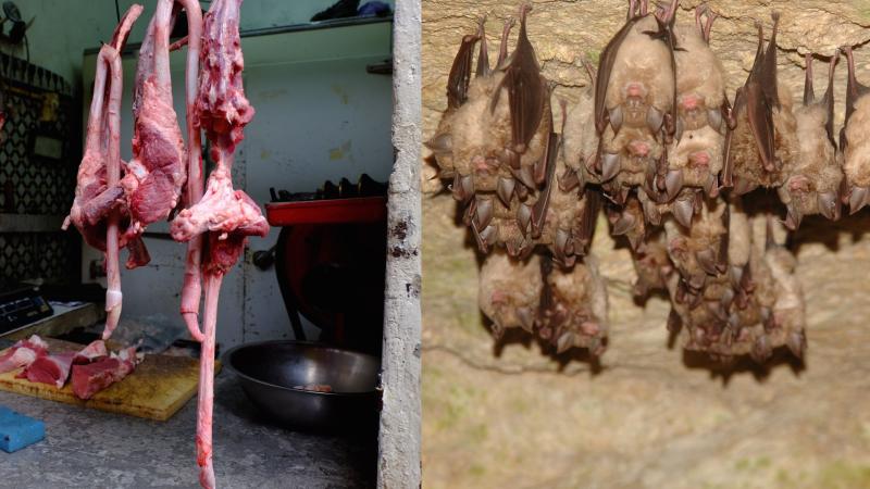 Meat and bat caves