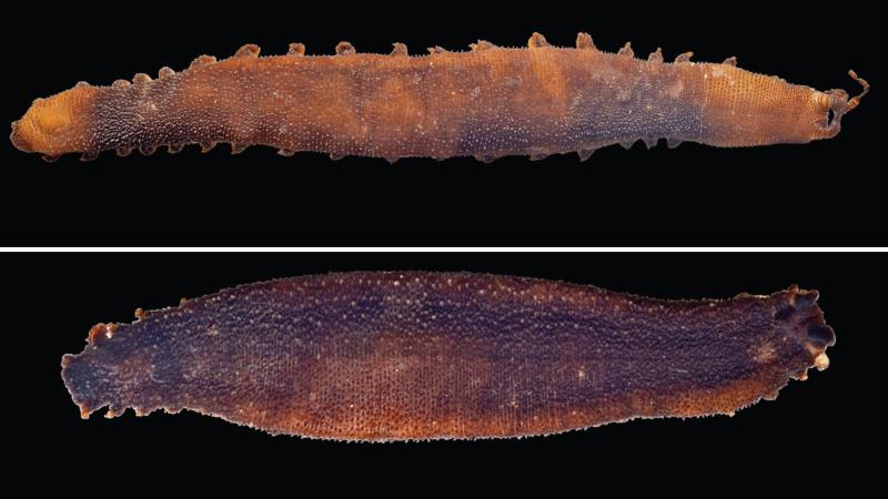 Specimens of Typhloperipatus williamsoni. (Top) from Kalek and (Bottom) from Yingku, Arunachal Pradesh, India. 