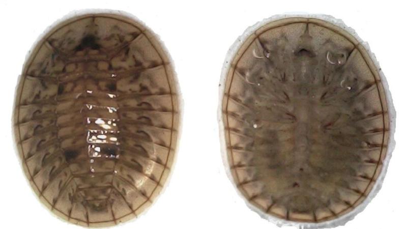 Jaechanax kuranganiensis