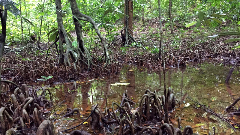 A Myristica swamp in the Western Ghat mountains, Karnataka. Photograph by Mital Thacker