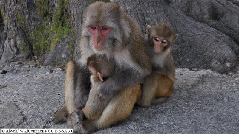 Photo: © Aiwok/ WikiCommons/ CC BY-SA 3.0