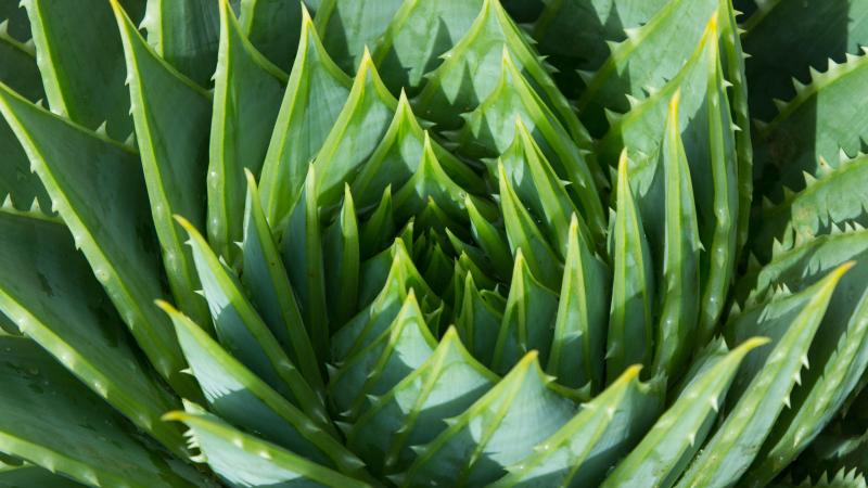 Studying cities and ecosystems as complex systems