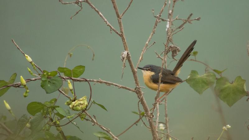 ನಗರದ ಗಡಿಬಿಡಿಯ ನಡುವೆ ಹಕ್ಕಿಗಳ ಚಿಲಿಪಿಲಿಯ ಸವಿ! 
