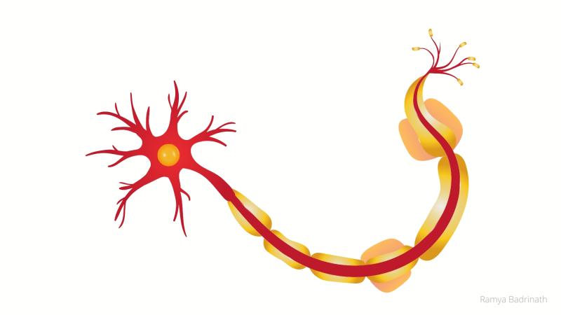 New insights into the biomechanics of axonal atrophy can aid in finding a cure to neurodegenerative conditions