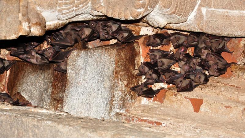 ಕೊರೋನ ಮತ್ತು ಬಾವಲಿಯ ನಂಟು: ಬಾವಲಿಗಳನ್ನು ಹೊರಗಟ್ಟಬೇಕೇ? 