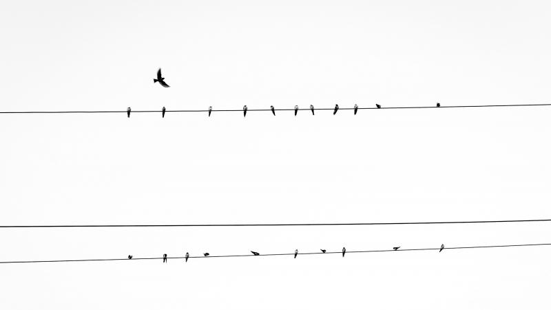 क्या पक्षी नगरों के  बजाए देहात का  शांत वातावरण पसंद करते हैं ?