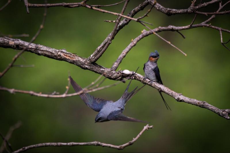 Nature's parenting paradox. Males, not females, may gain more by caring for their young