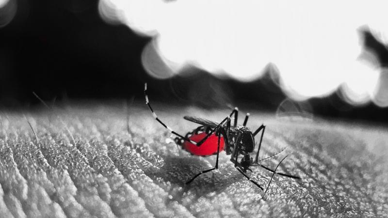 முடக்குங்காய்ச்சல் - நோய் தடுப்பு மேலாண்மைக்கு முழுமையான நோய் தொற்றியல் ஆய்வுகளின் தேவை