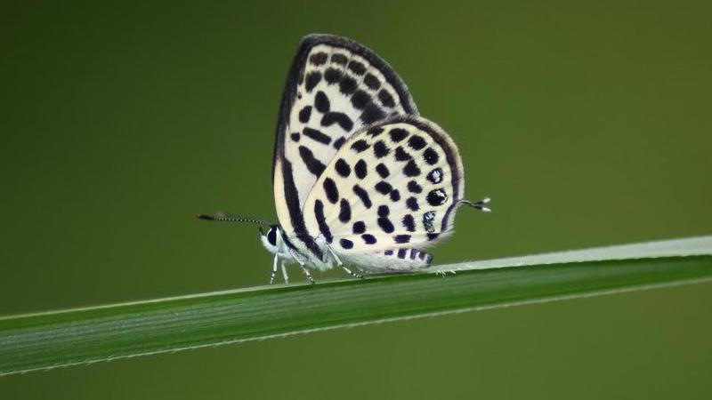 Pierrot butterflies take scientists from museum collections to the outdoors and back!