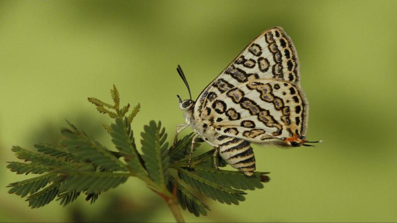 Understanding the basis of the amazing association between butterflies and ants