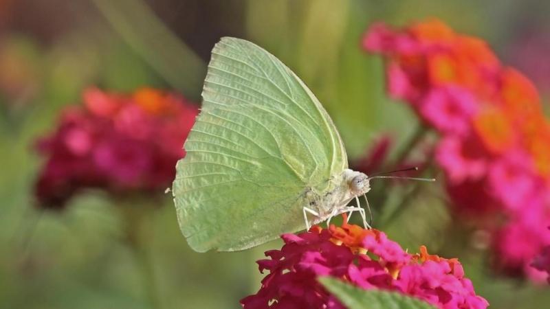 Amidst the alluring colour and scents, here’s how butterflies pick their flower