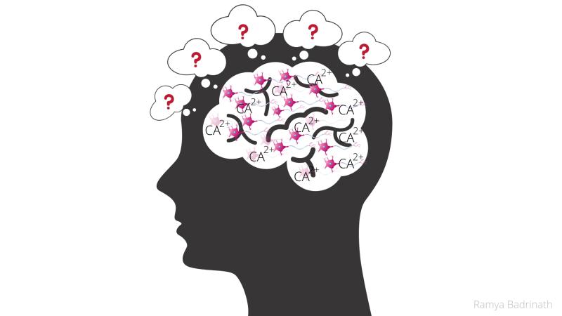 Calcium regulation may be making way for new memories in your brain, finds study.
