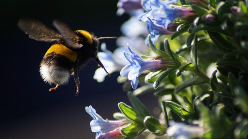 Using virtual reality to understand how insects fly 