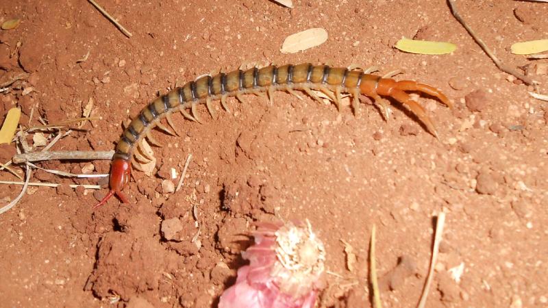 Representative image of Centipede