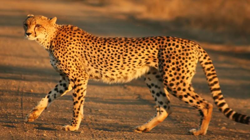 New insights on the evolution of cheetahs may help decide the best move on reintroduction