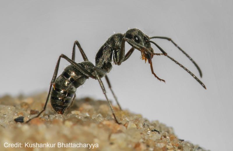 A walk on the pavement reveals the beauty of ant nests