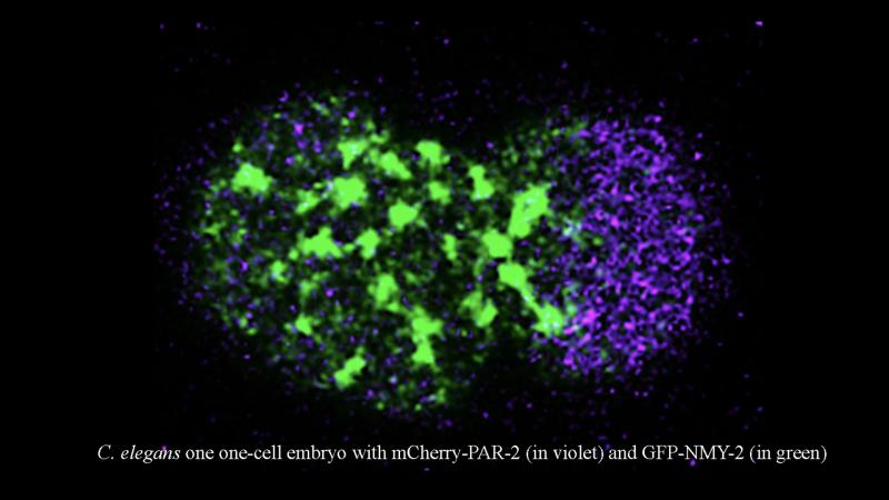 IISc study unravels vital proteins behind proper cell division
