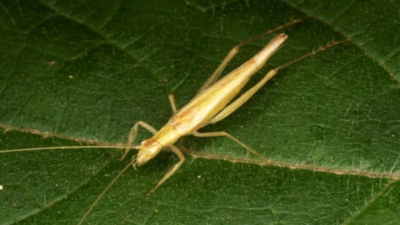 Sex without getting caught: Interactions between tree crickets and their predators