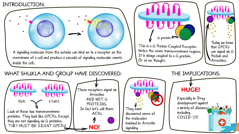 Silent receptors discovered to be not so silent