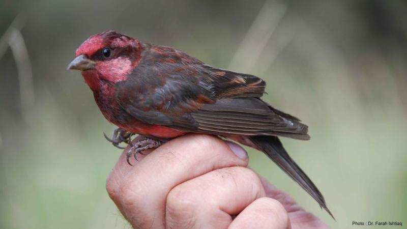 Photo : Dr. Farah Ishtiaq