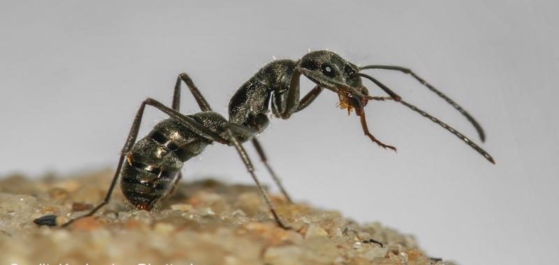 ಈ ಇರುವೆಗಳಿಗೆ ಹೊಸ ಗೂಡಿನ ದಾರಿ ದೂರವಿಲ್ಲ!