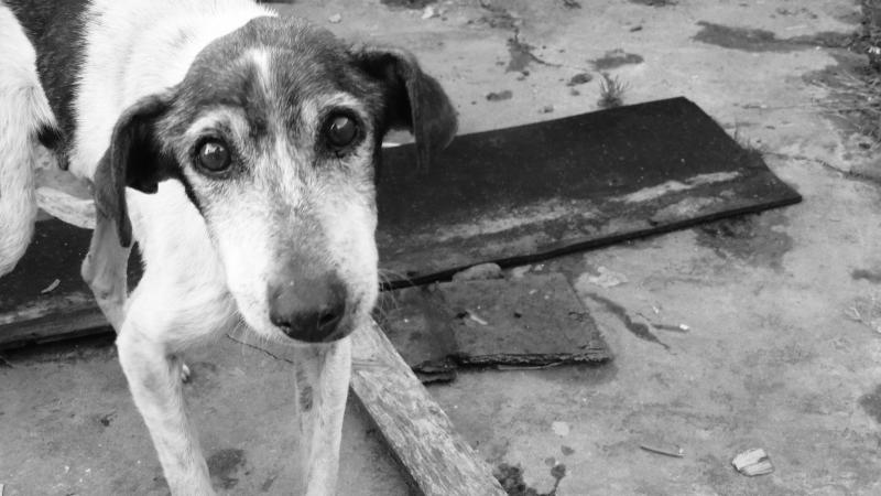 In pursuit of 6000-year-old canine cancer, scientists gain insights into the evolution of the disease