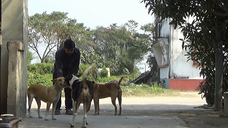 Who is at the centre of a dog’s world? It’s humans more than dogs!