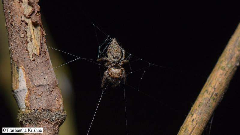 Here is a Jumping Spider that Weaves an Orb-Web to Rest!