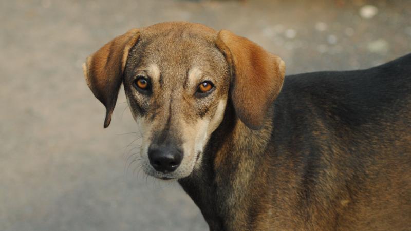 Photo : Purabi Deshpande / Research Matters