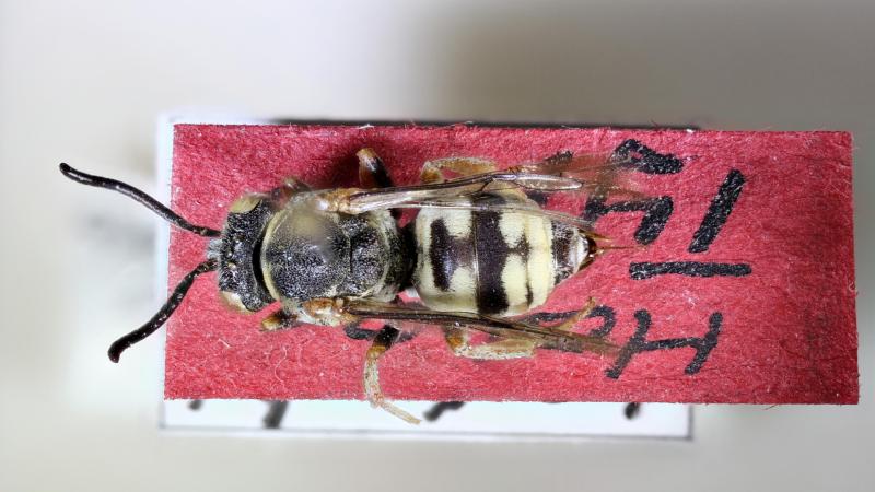 ಭಾರತೀಯ ಕೋಗಿಲೆ-ಜೇನುನೊಣ ಪ್ರಭೇದದ ಮರುಶೋಧನೆಯ ಕೀಲಿಯನ್ನು ಹಿಡಿದ ಆಸ್ಟ್ರಿಯಾದ  ವಸ್ತುಸಂಗ್ರಹಾಲಯ! 