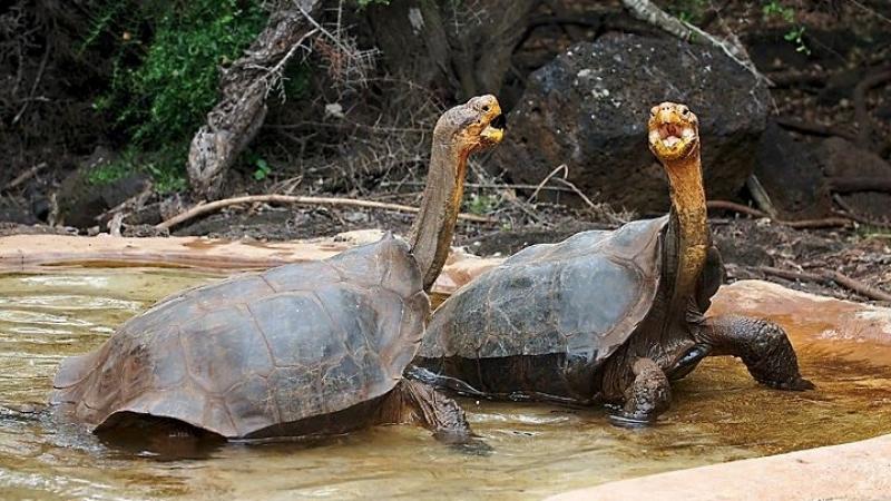 Here’s why laboratory science alone cannot solve the extinction crisis