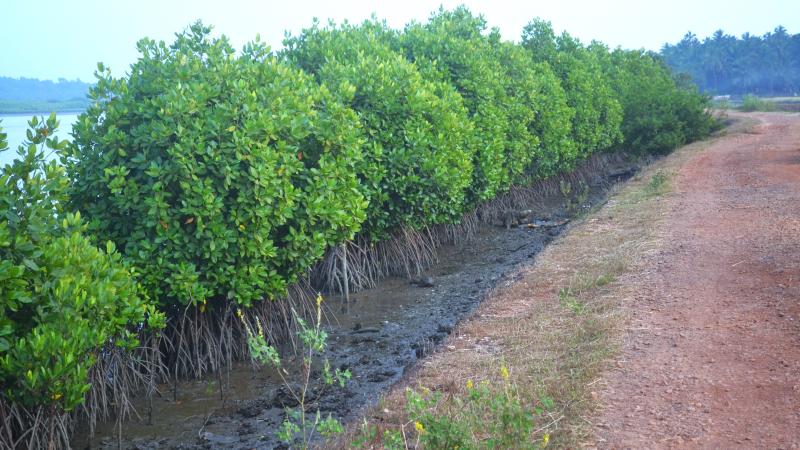 Mangroves