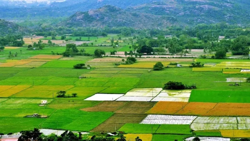 Do Small Farms Outperform Big Ones? A Study Reveals Changes Over 40 Years in India