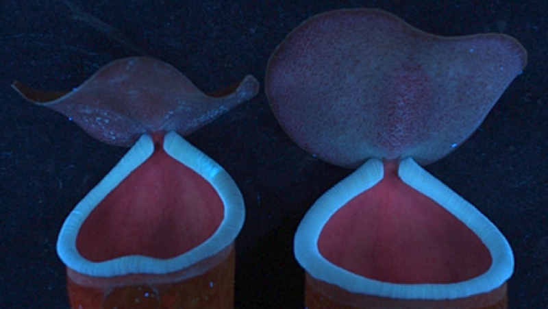 ডঃ চাবুলাল বেবী