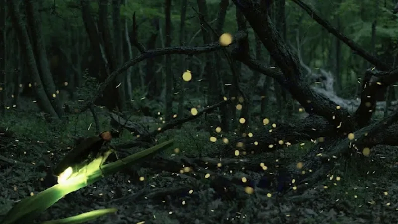 A new study on Indian fireflies reveals surprising variations in their bioluminescent signals