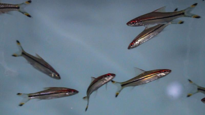 Fish school by intrinsic randomness reveals a new study by researchers at IISc