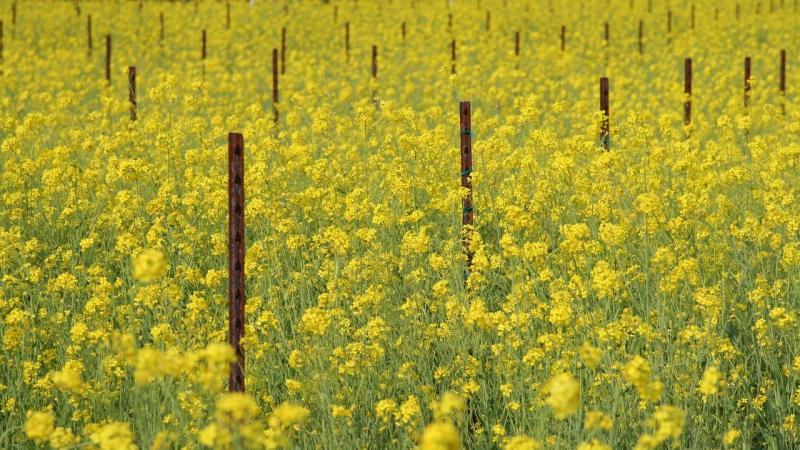 Tracing the footsteps of aphids to save India’s mustard crops
