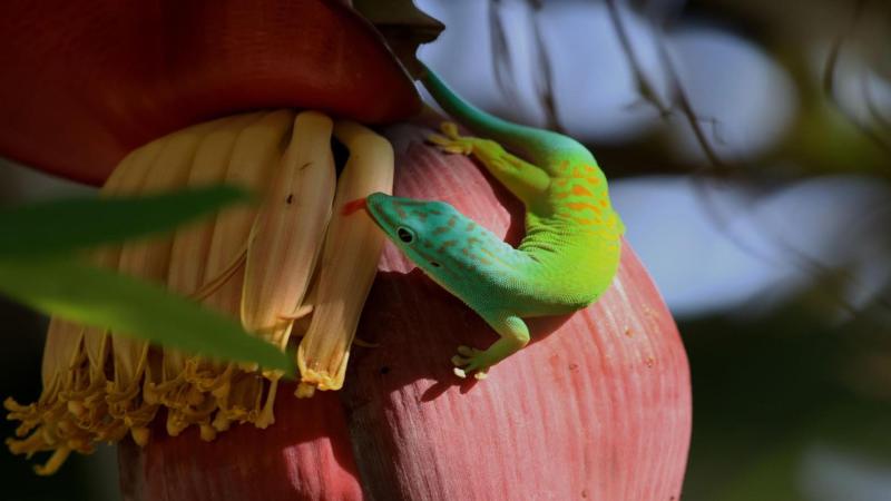 Confined without boundaries: The tale of the Andaman day geckos