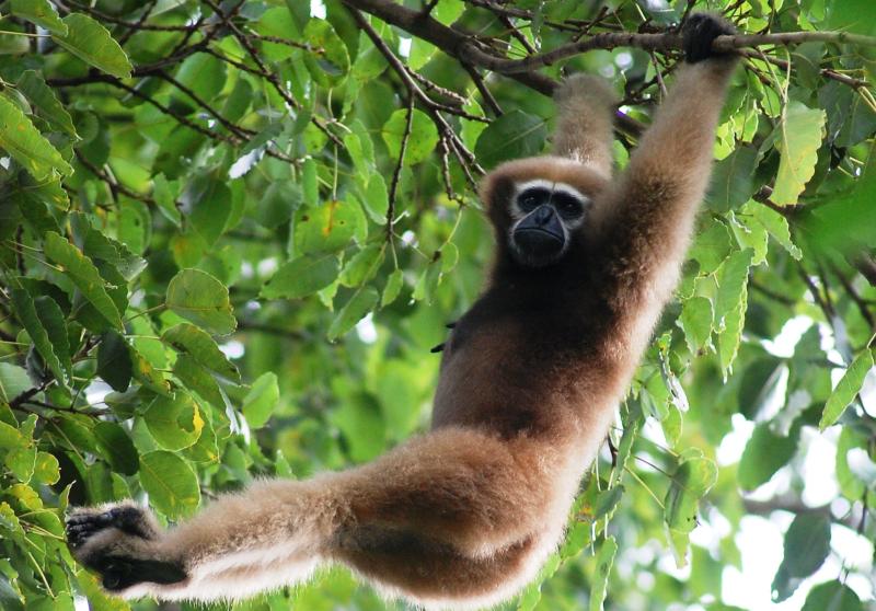 Ape fossil from Ramnagar could fill the gaps in understanding the evolution of gibbons