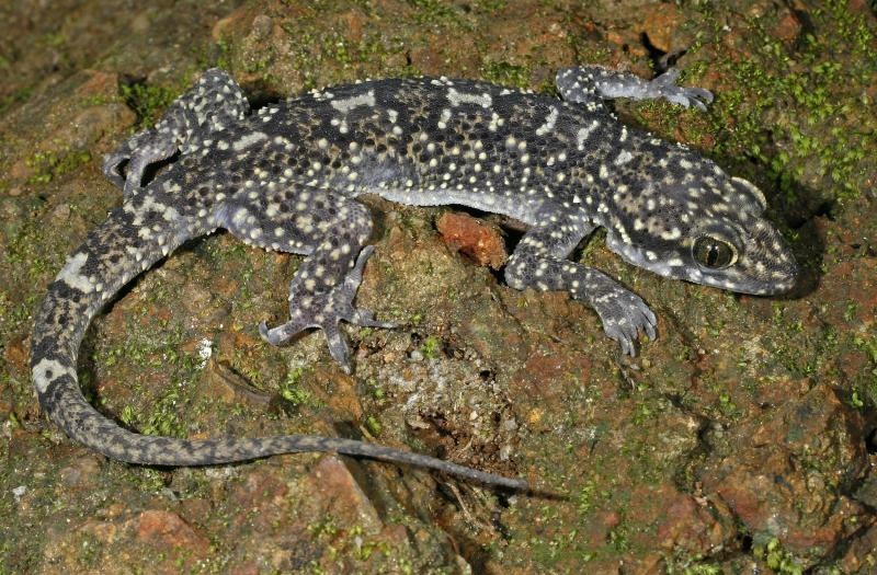 Hemidactylus paaragowli | Image Credits: Saunak Pal