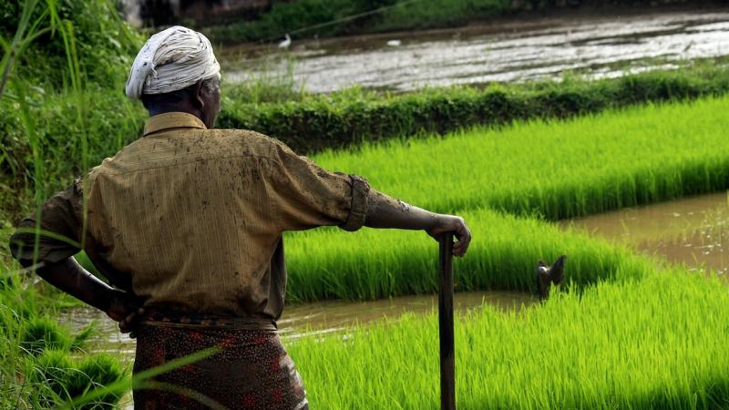 Researchers from Biodiversity International and collaborators from Norway, Nicaragua, Italy, Ethiopia, Costa Rica, Honduras, Germany, and India have described how participation of farmers as citizen scientists can help to address this challenge.