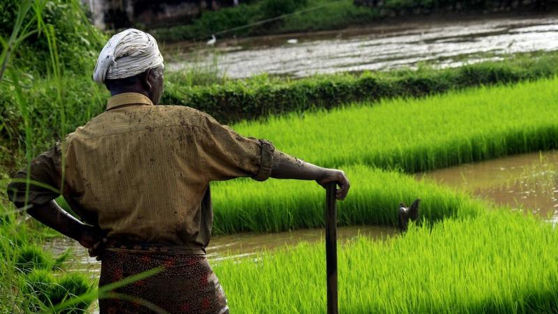 Study shows that climate impacts from rice cultivation are large but can be reduced drastically