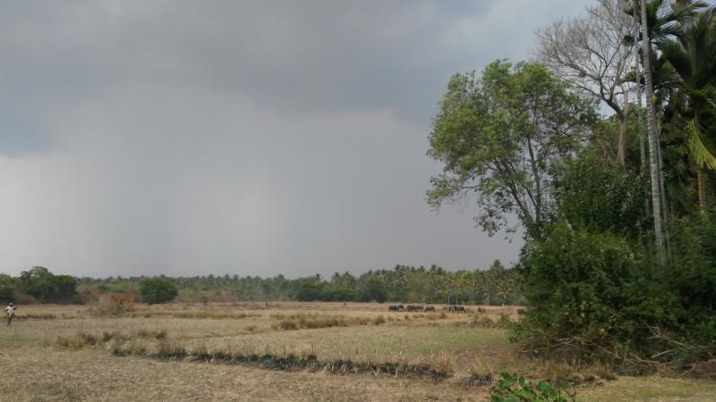 ತೋಟದ ಸುತ್ತ ಜೀವವೈವಿಧ್ಯವುಳ್ಳ ಪರಿಸರವಿದ್ದಲ್ಲಿ ಬೆಳೆಯ ಇಳುವರಿ ಹೆಚ್ಚಾಗುತ್ತದೆ ಎಂದು ಸಾಬೀತು ಪಡಿಸಿದ ಅಧ್ಯಯನ! 