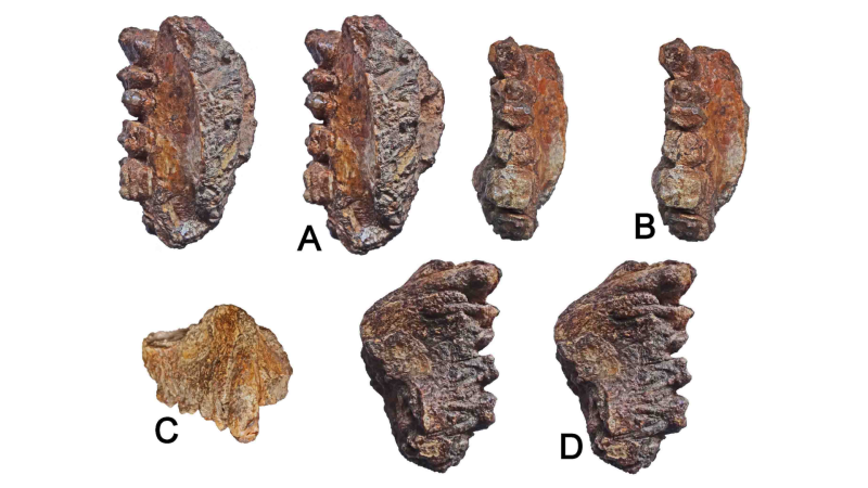 Image: Right maxilla preserving Canine-M2 by Ansuya Bhandari et al. (Nov. 2018), PLoS ONE 13(11)