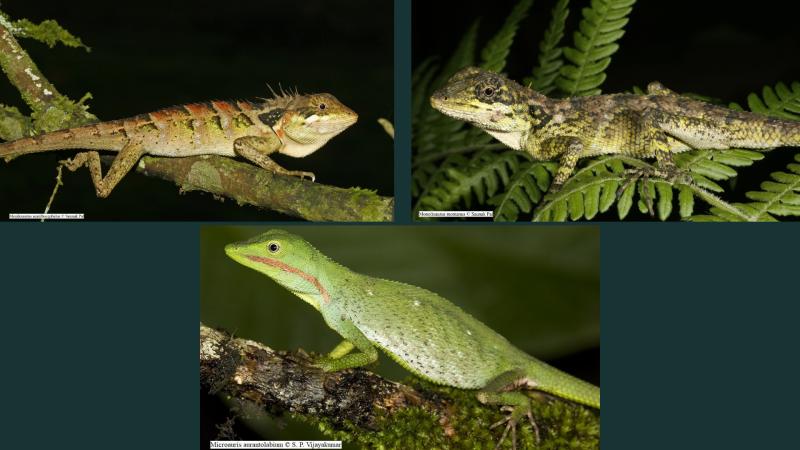 Photo by: Monilesaurus montanus and Monilesaurus acanthocephalus  by Saunak Pal; Microauris aurantolabium by S. P. Vijayakumar