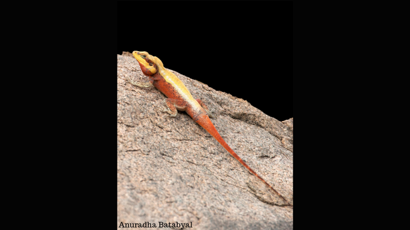 Photo: Anuradha Batabyal