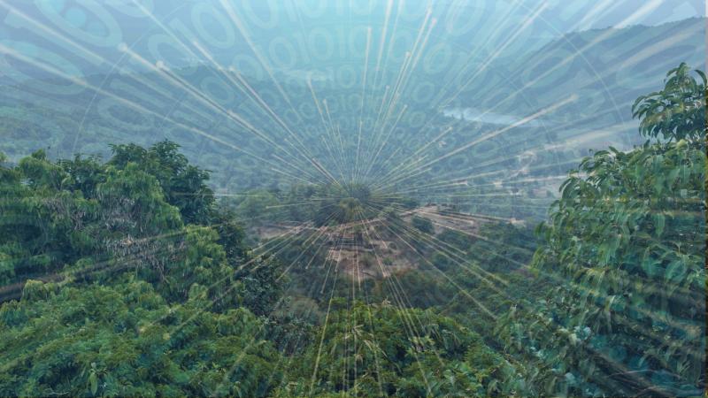 Here’s how machine learning could help in choosing the best policy for forest management 